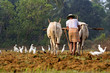 Photo: Indian agriculture Indian agriculture