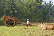 Photo: Indian agriculture Indian agriculture