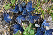 Mazarine butterflies on manure