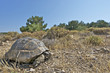 Greek tortoise / Testudo graeca ibera