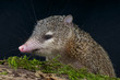 Greater Tenrec / Tenrec ecaudatus