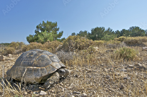Photo: Greek tortoise / Testudo graeca ibera Greek tortoise / Testudo graeca ibera