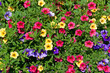 Petunien  - Petunia