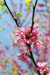 Pink flowers in springtime