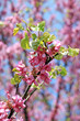 Pink flowers in springtime