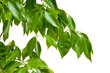 Tangerine tree leaves on the white background