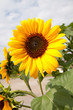Photo: Sonnenblume Sonnenblume