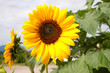 Photo: Sonnenblume Sonnenblume