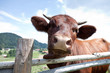 Cow at fence