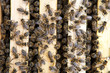 Bees in a beehive