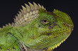 Chameleon agama female / Gonocephalus chamaeleontinus
