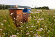 Beehives standing in buckwheat