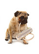 Mops mit Handtasche