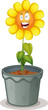 flower in the pot