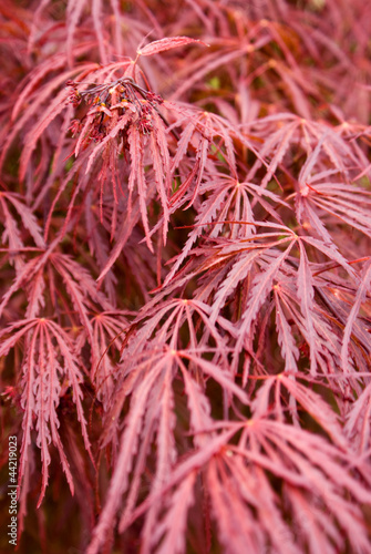 Photo: Japanese Maple Japanese Maple