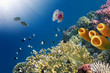 Yellow Tube Sponges