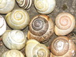 Schneckenhäuser