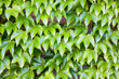 Leaves from the vine