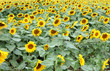 Field of Sunflowers