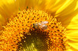 Sunflower with honey bee