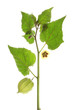 Kapstachelbeere (Physalis peruviana)
