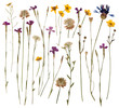 Pressed wild flowers