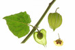 Kapstachelbeere (Physalis peruviana)