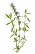 Ysop (Hyssopus officinalis)