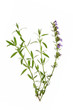 Ysop (Hyssopus officinalis)
