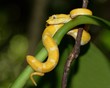Deadly Eyelash Pit Viper, Bothriechis schlegelii, yellow phase
