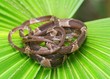 Blunt-headed Tree Snake, Imantodes cenchoa, on  palm frond