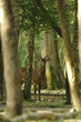 cerf