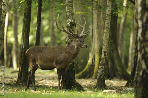 Photo: cerf cerf
