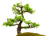 Fir tree in the middle of nature with branches and grass green