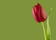 Perfekte Tulpe vor grünem Hintergrund