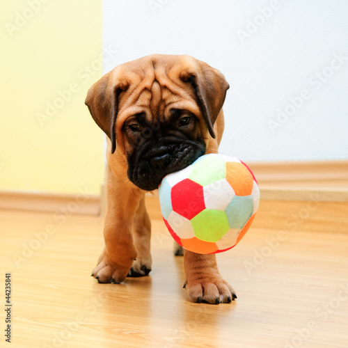 Photo: little puppy bullmastiff little puppy bullmastiff