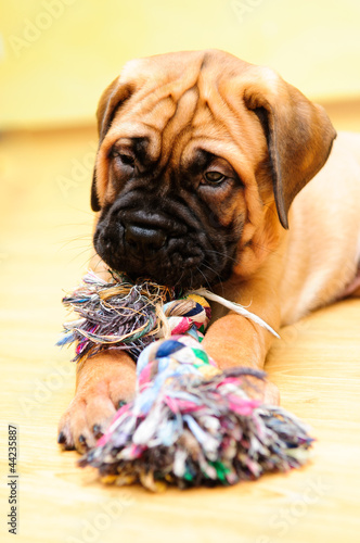 Photo: little puppy bullmastiff little puppy bullmastiff
