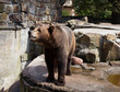 dangerous brown bear