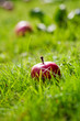 Foto: Apples in basket Apples in basket