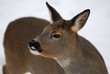 Rehwild, Ricke , Roe-deer