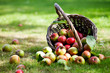 Foto: Apples in basket Apples in basket