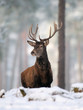 Rothirsch, Rotwild, Winter