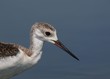 Black-winged Stilt (Himantopus himantopus)
