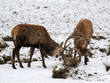 Rothirsche, Rotwild, Winter