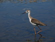 Black-winged Stilt (Himantopus himantopus)