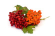 Fresh bunch of ashberry and viburnum isolated on white backgroun