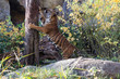 Tiger kratzt am Baum