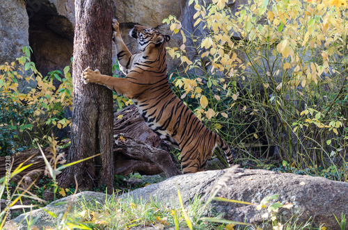 Photo: Tiger kratzt am Baum Tiger kratzt am Baum