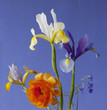 Composición floral sobre fondo añil