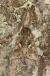 Trachea atriplicis camouflaged on oak, macro photo